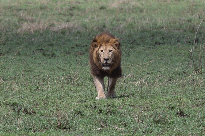 Private Group Serengeti Safari, Crater & Tarangire National Park - Key Points