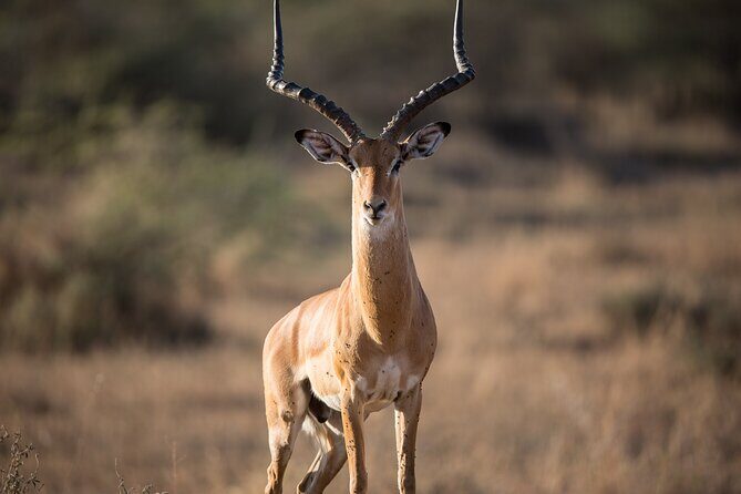 Private Group Serengeti Safari, Crater & Tarangire National Park - FAQ