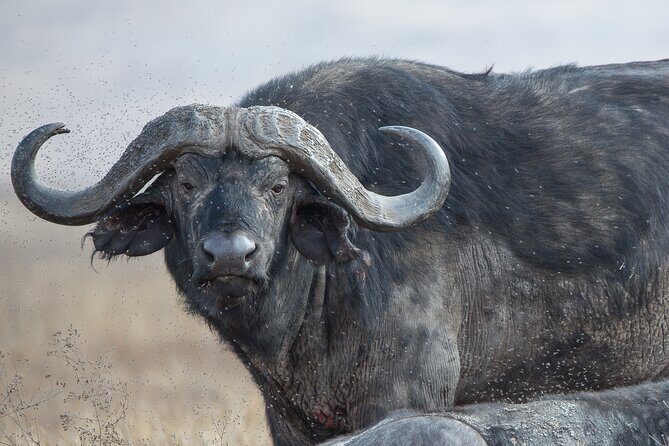 Private Group Serengeti Safari, Crater & Tarangire National Park - The Sum Up