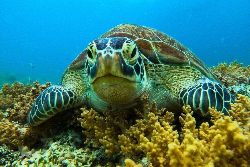 private-group-snorkeling-3-gili-islands-from-gili-trawangan