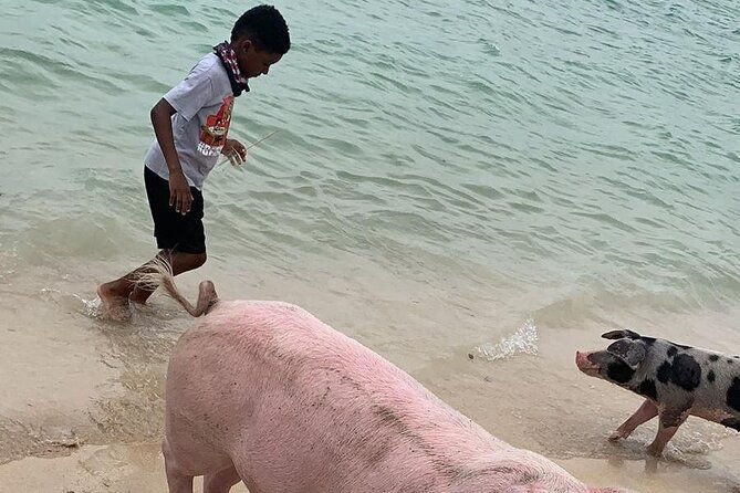 private-grouptour-pigs-turtles-snorkeling-lunch-pickup-dropoff