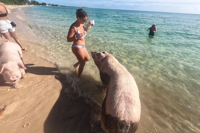 private-grouptour-pigs-turtles-snorkeling-lunch-pickup-dropoff