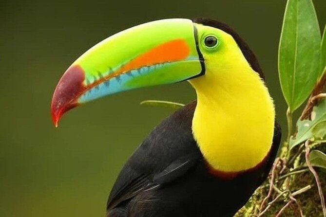private-guide-hanging-bridges-fortuna-waterfall-arenal-volcano