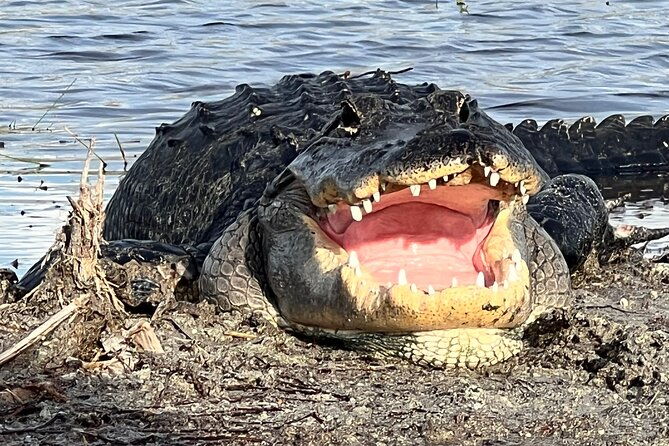 private-guided-airboat-tour-in-everglades-fort-lauderdale-2