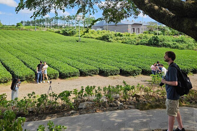 Private Guided Car Tour in Jeju Island - Who This Tour Is Best For
