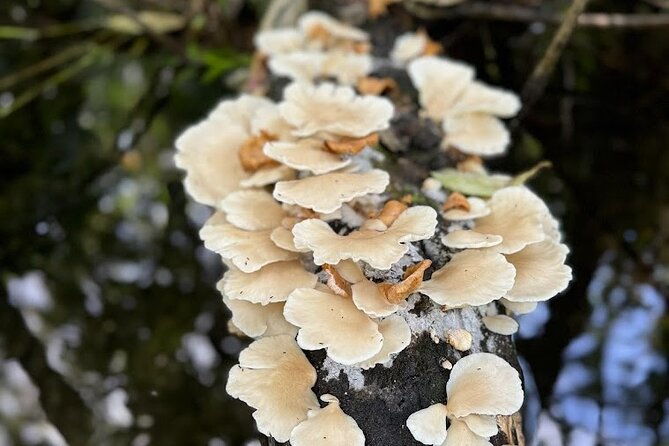 private-guided-clear-kayak-paddleboard-rentals-on-rainbow-river