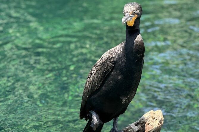 private-guided-clear-kayak-paddleboard-rentals-on-rainbow-river