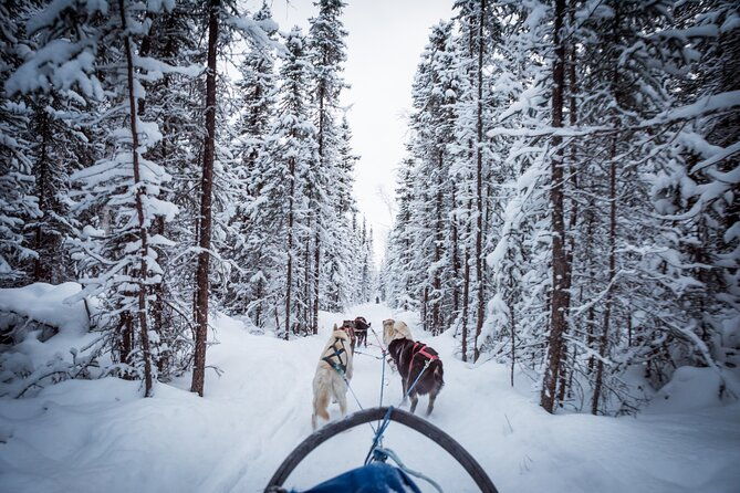private-guided-dog-sledding-on-the-historic-yukon-quest-trail