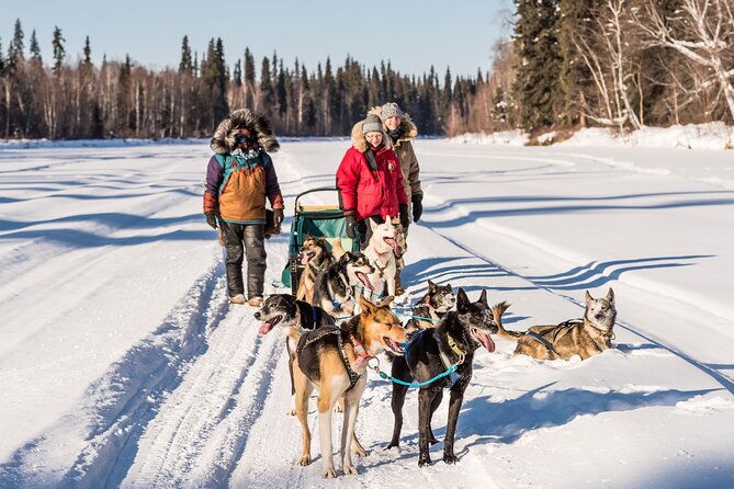 private-guided-dog-sledding-on-the-historic-yukon-quest-trail