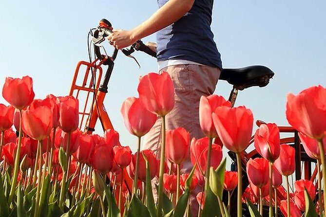 Private Guided Full-Day Customizable Tour of Holland from Amsterdam - The Experience in Action: What You Can Expect