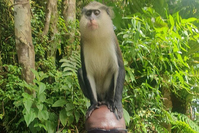 private-guided-grenada-island-tour-by-the-hour