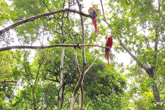 private-guided-gumbalimba-park-tour-from-roatan