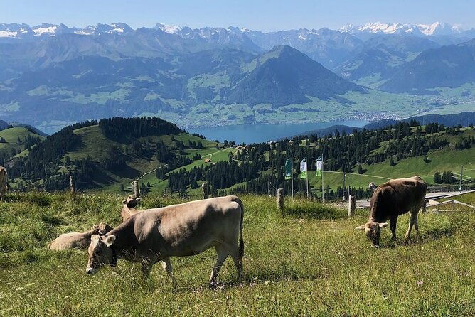 private-guided-hike-on-mt-rigi-with-farm-visit-and-bbq-2