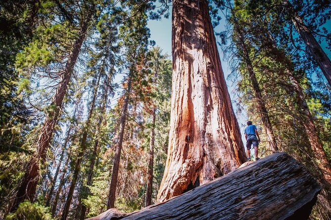private-guided-hiking-tour-sequoia-national-park-2