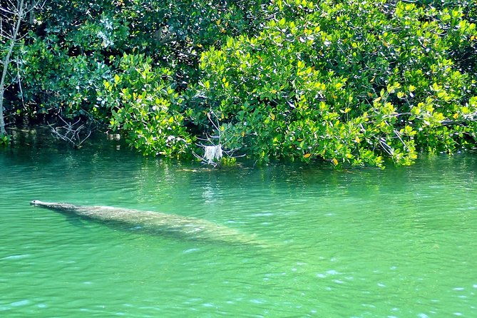 private-guided-kayak-or-sup-eco-adventure