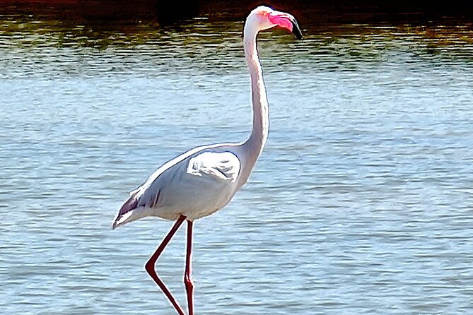 private-guided-kayak-tour-birdwatching-nature-tour