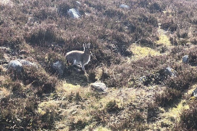 private-guided-mountain-walking-experience-in-the-cairngorms