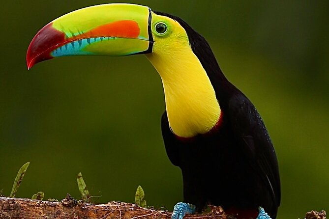 private-guided-night-walk-in-the-wonderful-darkness-of-monteverde