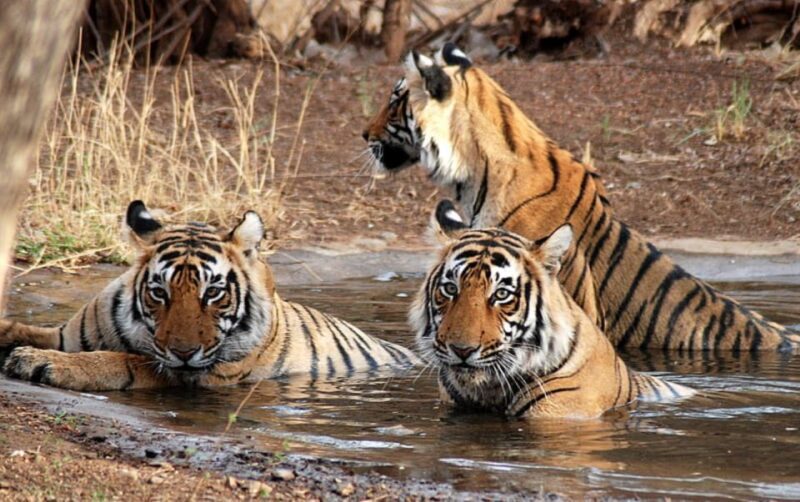 Private Guided Ranthambore National Park Tour from Jaipur - Who Is This Tour Best For?