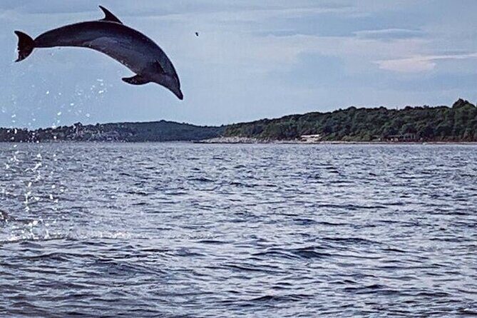 Private Guided Sunset Dolphin Watching in Adriatic Sea - What Makes This Tour Special?