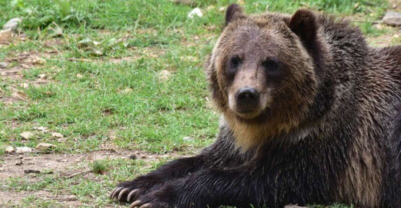 private-guided-tour-draculas-castle-bear-sanctuary