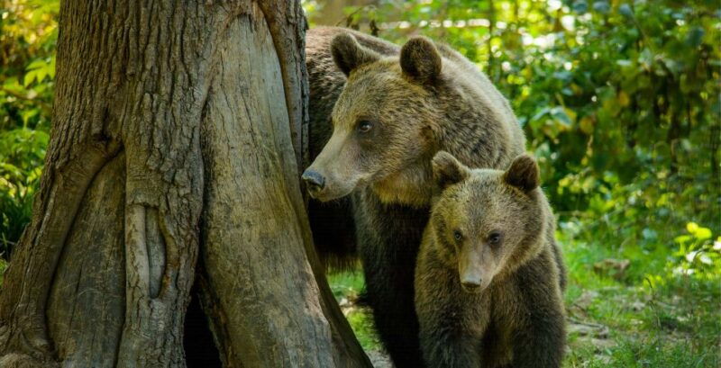 private-guided-tour-draculas-castle-bear-sanctuary