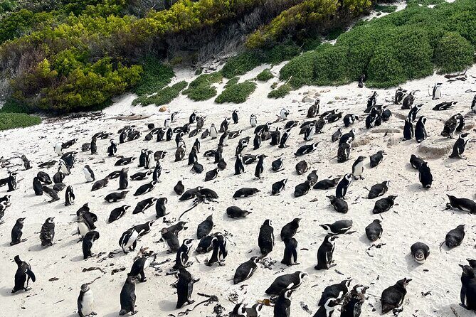 Private Guided Tour in Cape of Good Hope and Table Mountain - The Spectacle of Chapman’s Peak Drive