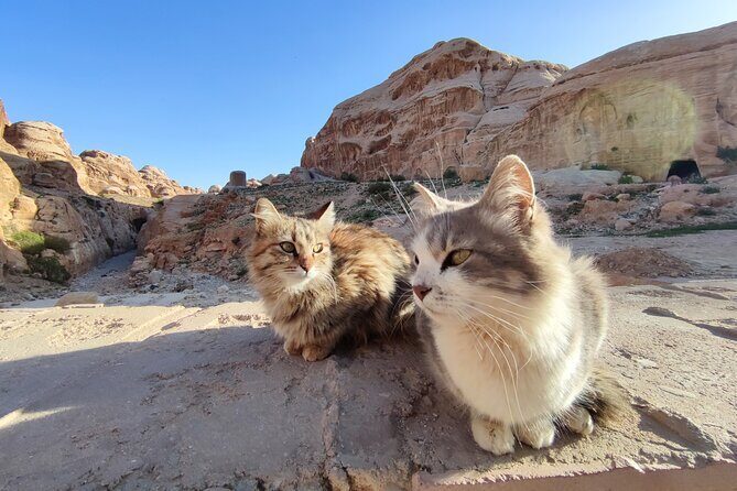 Private Guided Tour in Petra with licensed guide - Practical Details and What to Keep in Mind