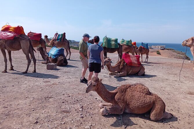 Private Guided Tour in Tangier - FAQ