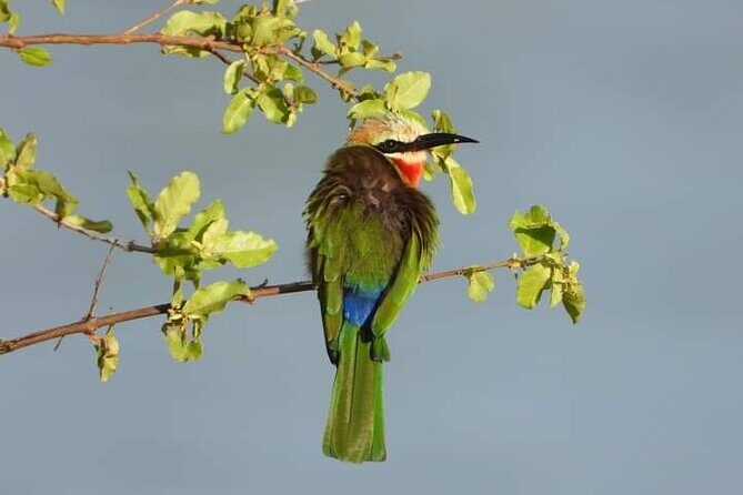 Private Guided Tour in Victoria Falls - Practical Details and Tips
