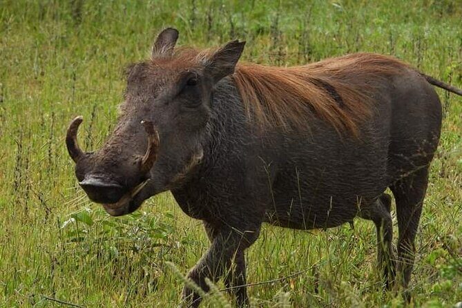 Private Guided Tour in Victoria Falls - Who Is This Tour Best For?