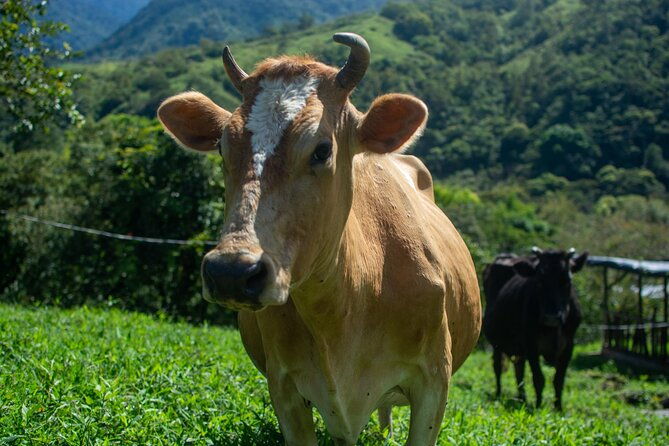 private-guided-tour-of-cheese-in-canaan-de-rivas