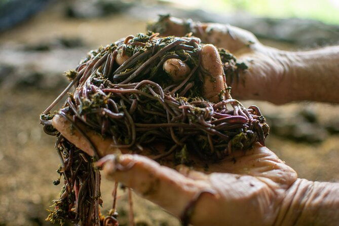 private-guided-tour-of-cheese-in-canaan-de-rivas