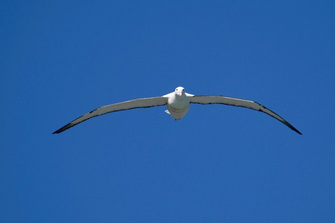 Private Guided Tour of Dunedin City Heritage and Unique Wildlife and Scenery - FAQs