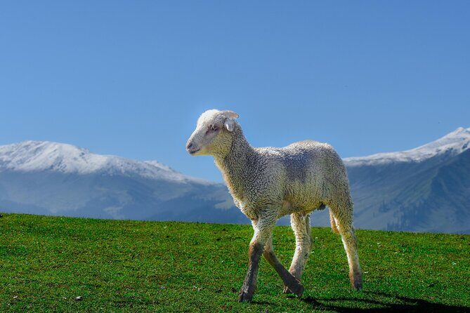 Private Guided Tour of Gulmarg from Srinagar - A Deep Dive into the Gulmarg Tour Experience