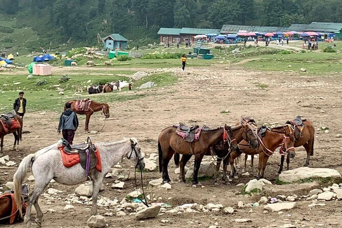 Private Guided Tour of Gulmarg from Srinagar - The Sum Up