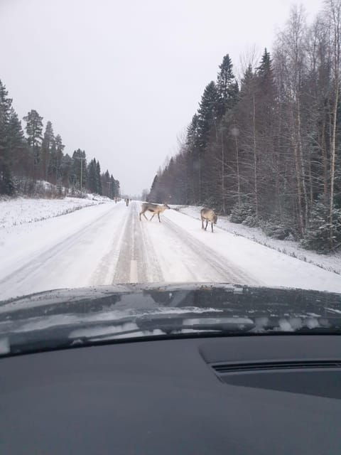 private-guided-tour-rovaniemi-to-kakslauttanen-saariselka