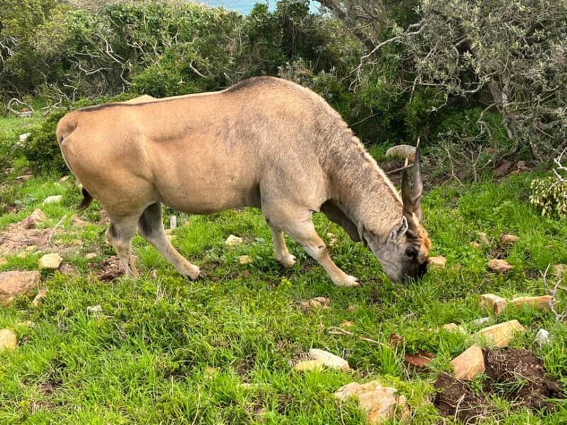 Private Guided Tour to Cape of Good Hope and Penguins Colony - Key Points