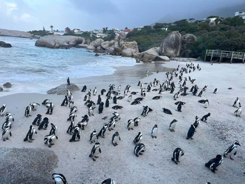 Private Guided Tour to Cape of Good Hope and Penguins Colony - Introduction: A Day of Natural and Cultural Wonders