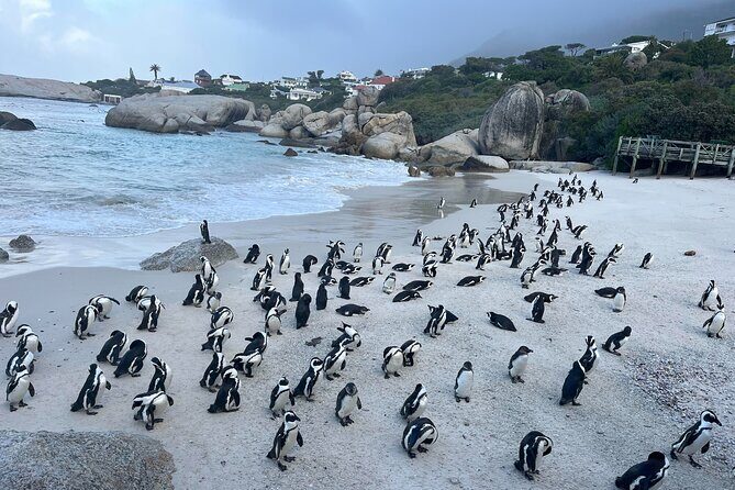 Private Guided Tour to Cape of Good Hope and Penguins Colony - Exploring the Cape of Good Hope and Penguin Colony: A Complete Review