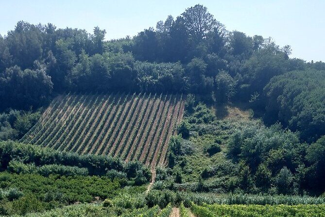 Private Guided Tour to Pisa and local Wine Farm from Livorno port - Frequently Asked Questions  