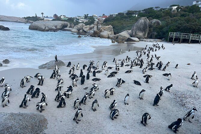 Private Guided Tour to Table Mountain and Cape Point with Penguin - FAQ