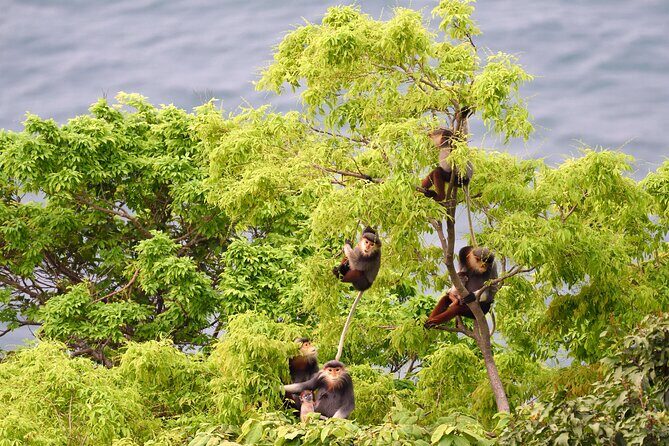 Private Guided Tour To The Wild of Son Tra With Photography - An In-Depth Look at the Son Tra Guided Tour