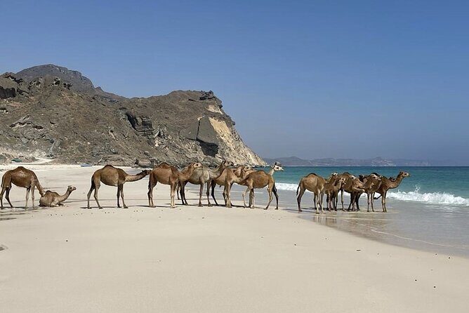 Private Guided Tour to West Beaches of Salalah - FAQ