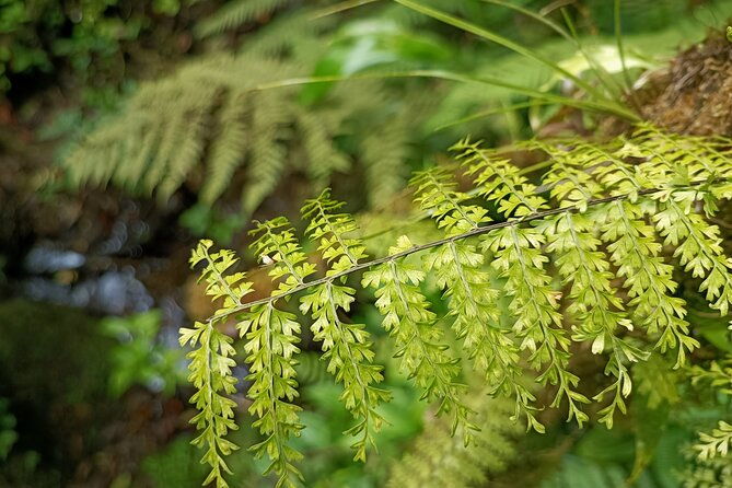 private-guided-walk-to-the-santa-elena-cloud-forest-reserve