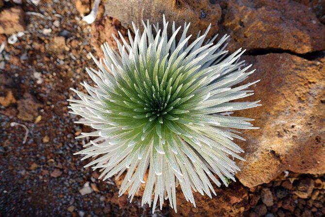 private-haleakala-summit-stroll-from-kahului
