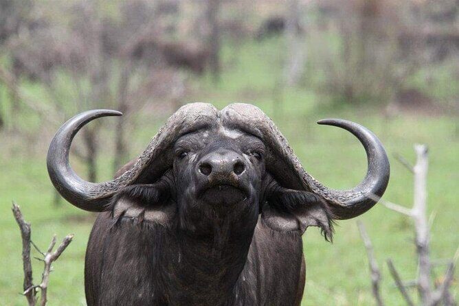 Private Half Day Addo Elephant National Park Safari - Exploring the Itinerary in Detail
