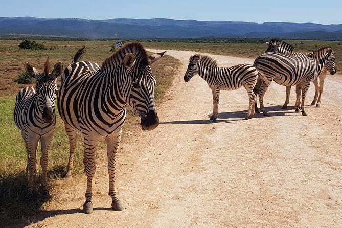 Private Half Day Addo Elephant National Park Safari - Who Is This Tour Best For?
