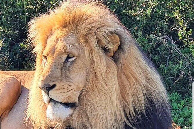 Private Half Day Addo Elephant National Park Safari - FAQs