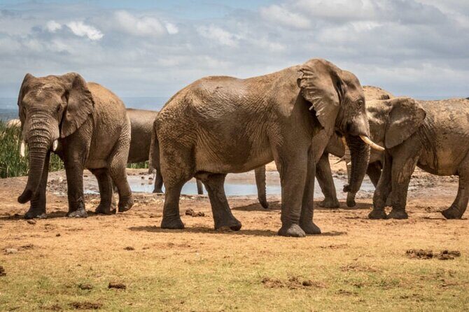 Private Half-Day Addo Elephant National Park Safari - Why This Tour Offers Great Value